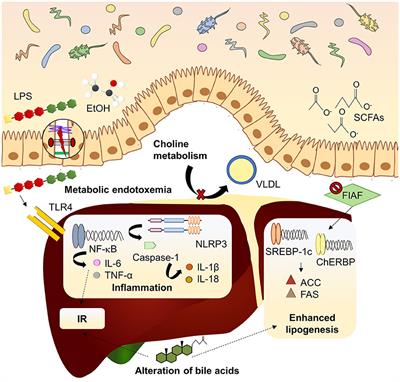 Intestinal Microbiota Modulation in Obesity-Related Non-alcoholic Fatty Liver Disease